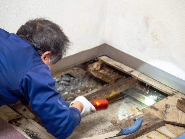 Best Professional Mold Removal  in Mojave, CA