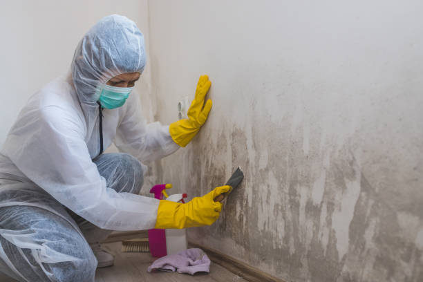Crawl Space Mold Removal in Mojave, CA
