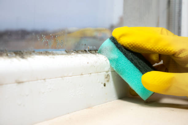Best Mold Damage Repair  in Mojave, CA