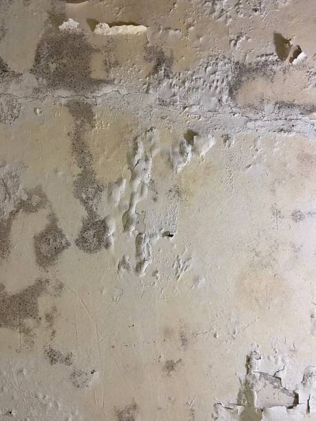 Best Water Damage Restoration  in Mojave, CA
