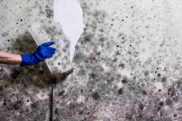 Best Local Mold Removal Service  in Mojave, CA