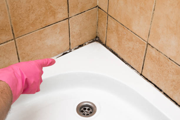 Best Toxic Mold Removal  in Mojave, CA